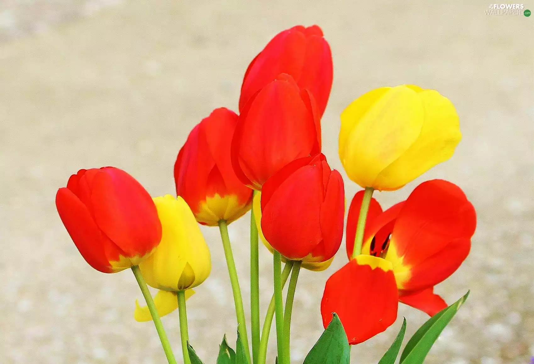 color, Tulips