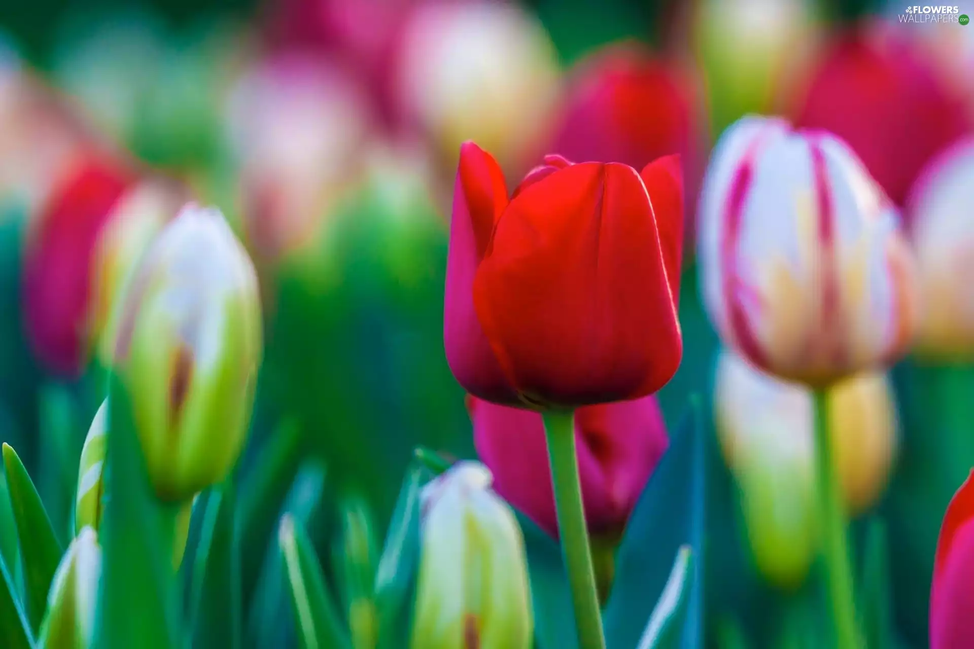 color, Tulips