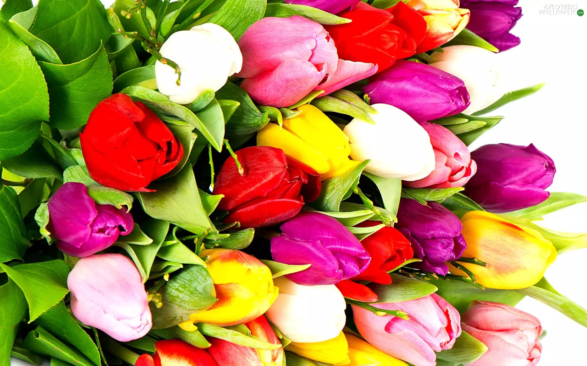 color, Tulips