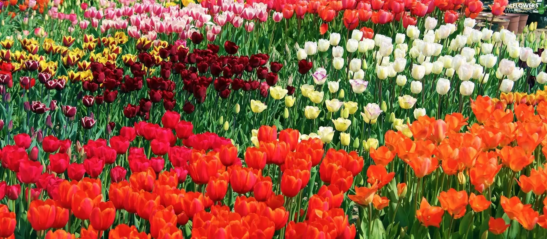 color, Tulips