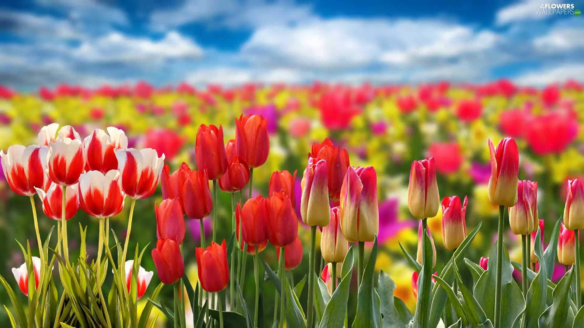Tulips, Flowers, Field, color