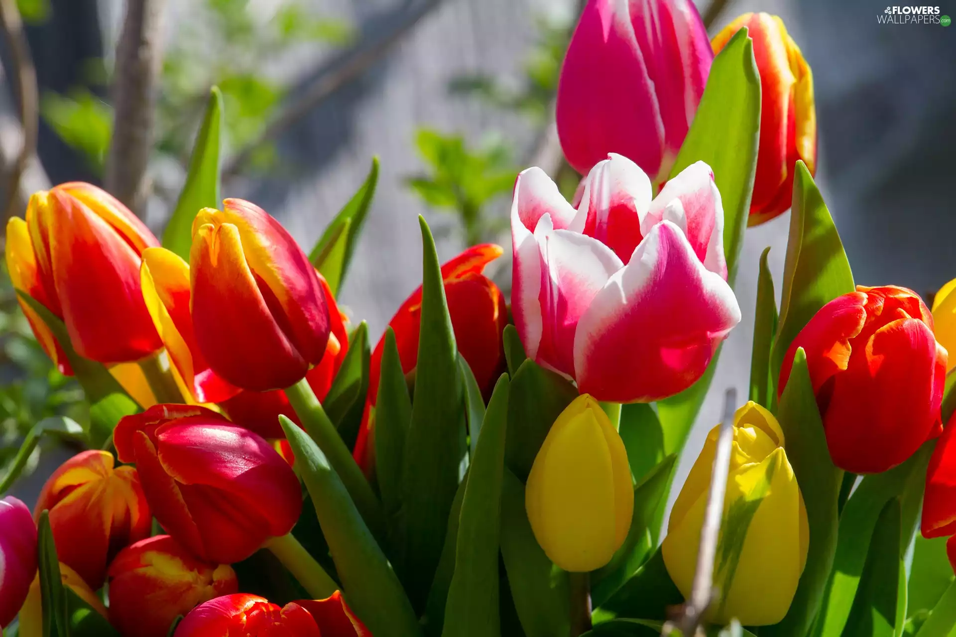 Tulips, Flowers, rapprochement, color