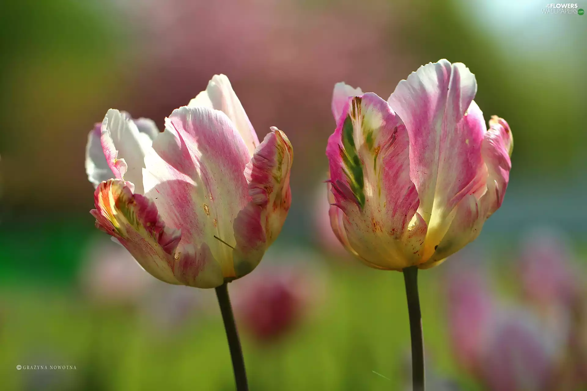 Tulips, Two cars, color