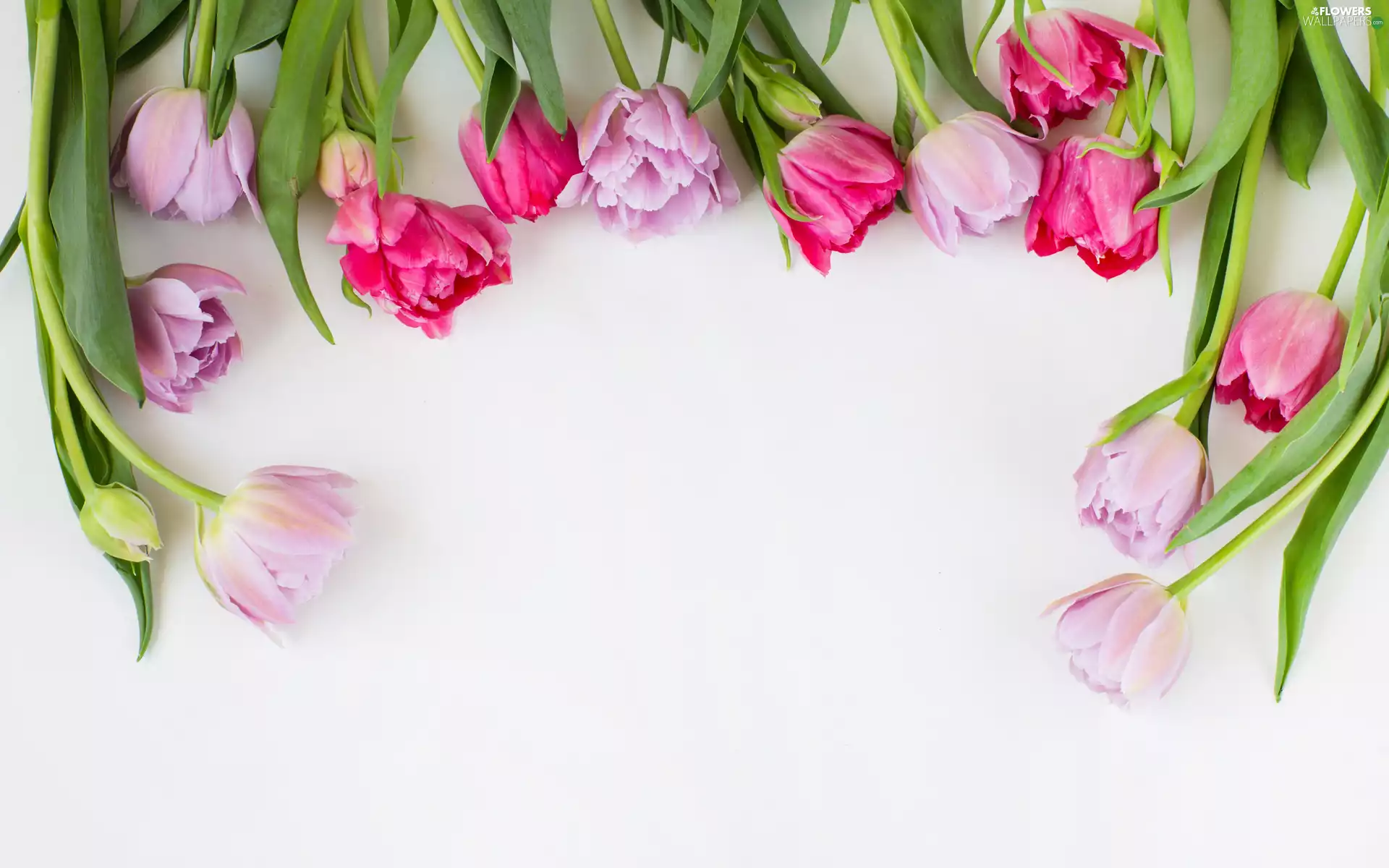 Flowers, color, white background, Tulips