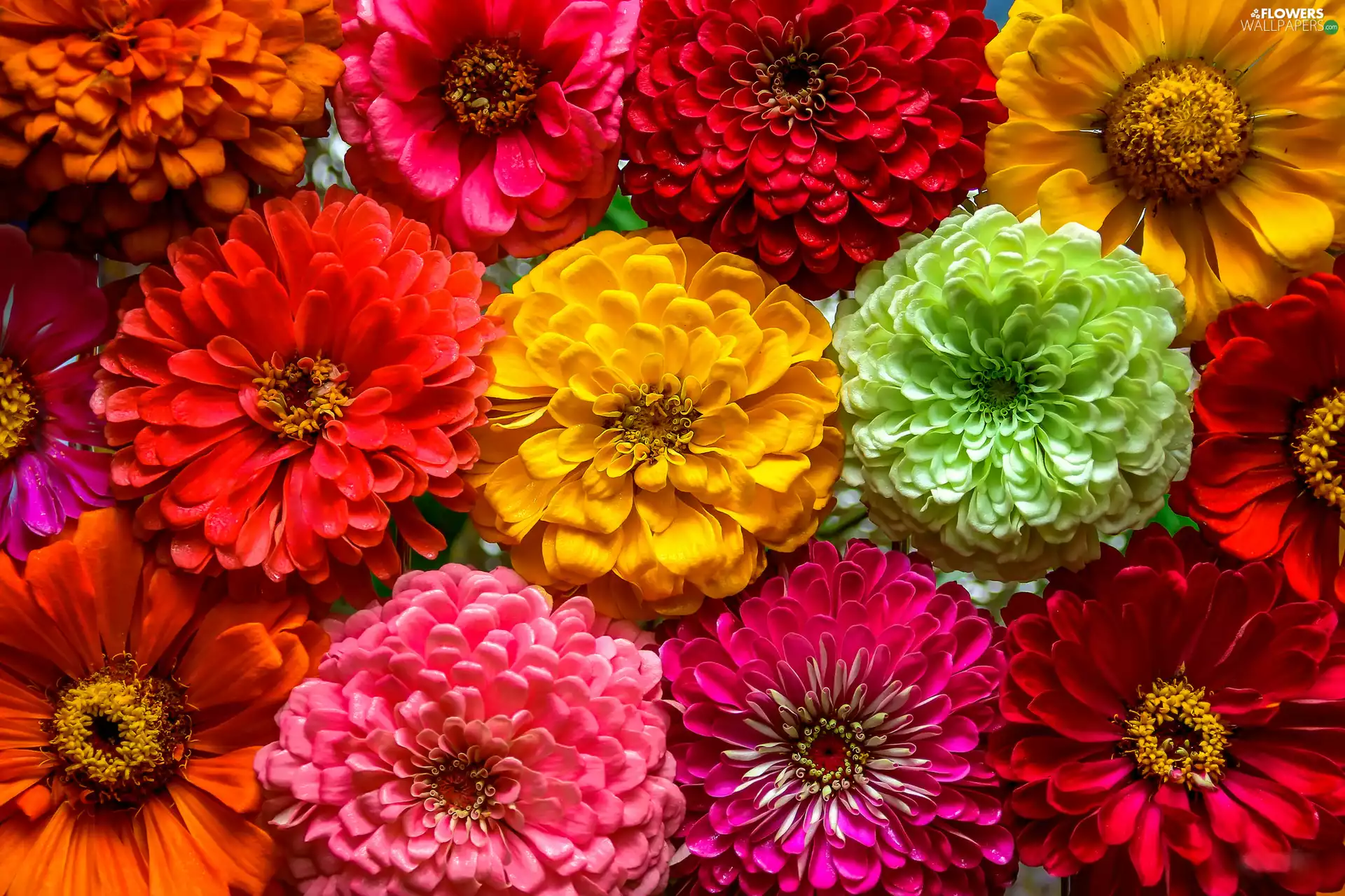 color, Zinnias