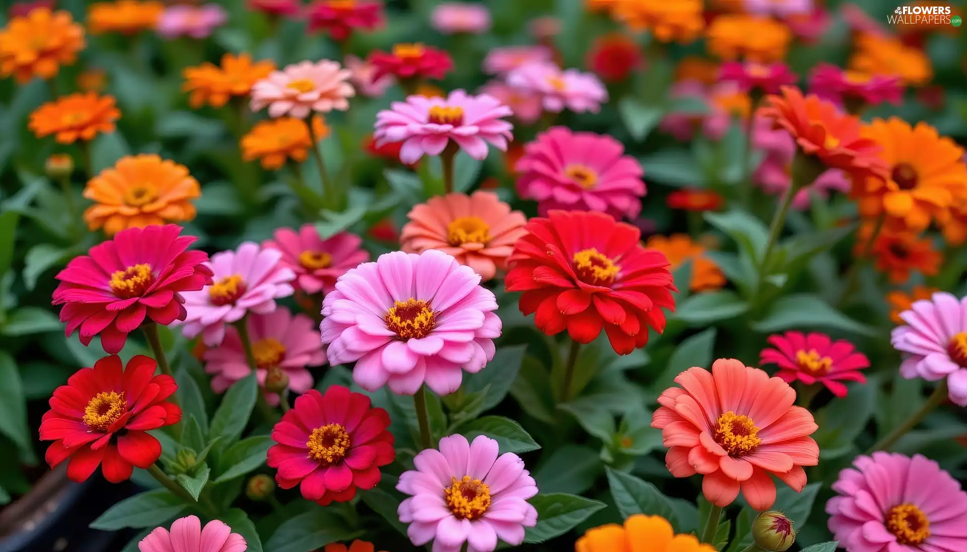Zinnias, Flowers, rapprochement, color