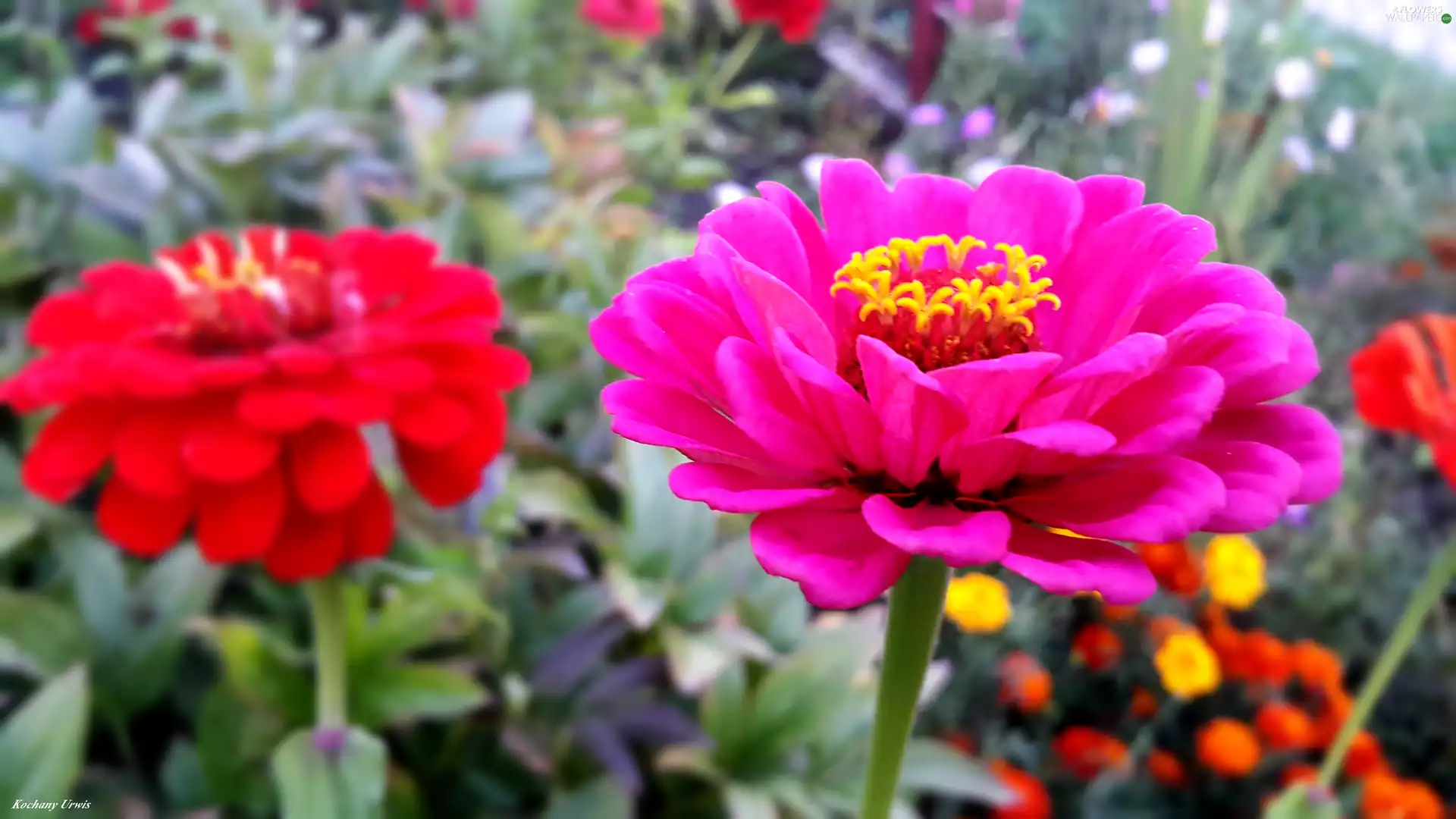 color, Zinnias