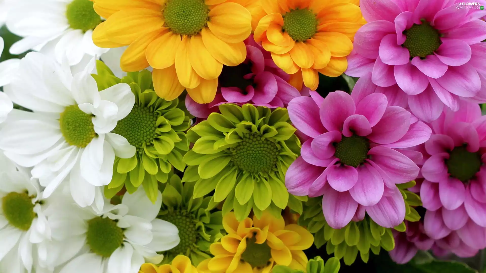 Chrysanthemums, Flowers, Different colored