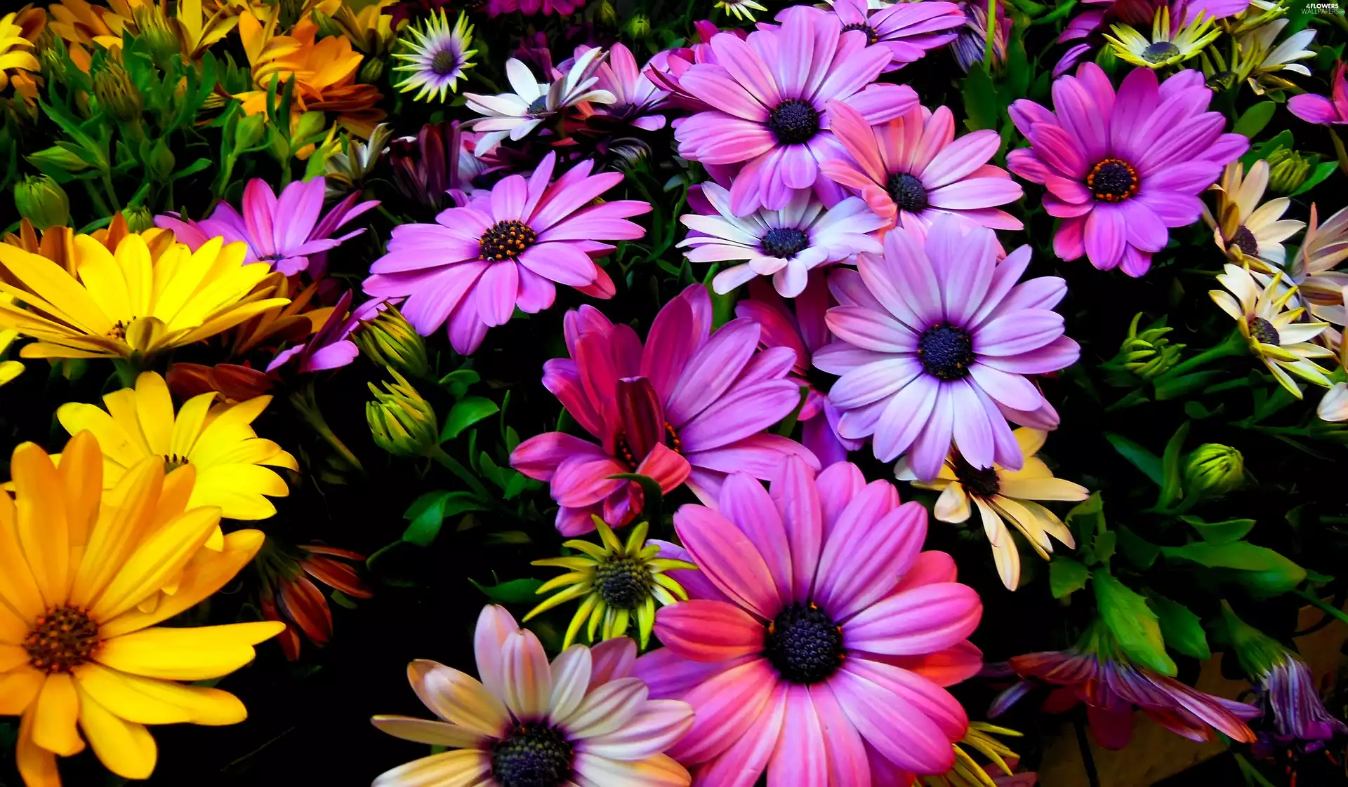 Different colored, daisy, African, Flowers