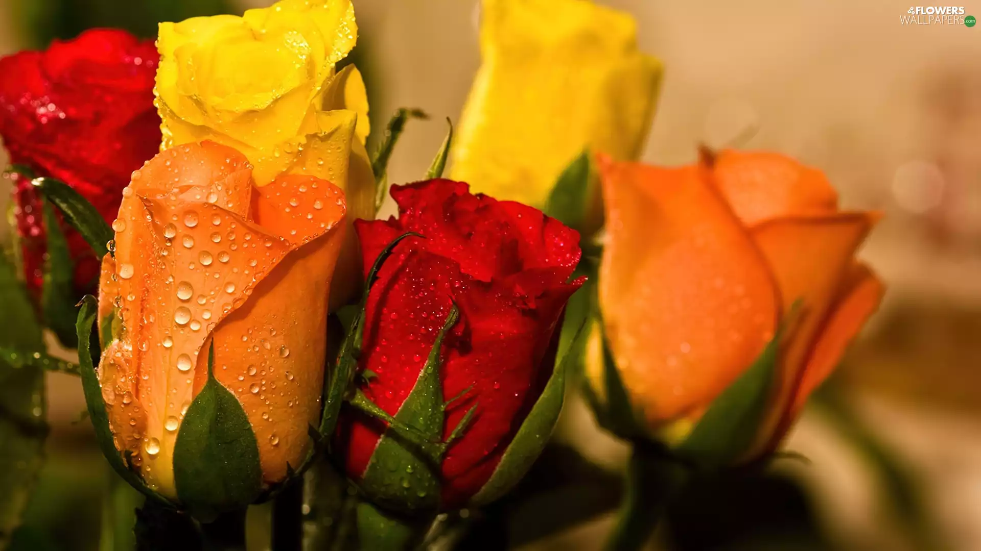 Different colored, drops, water, roses