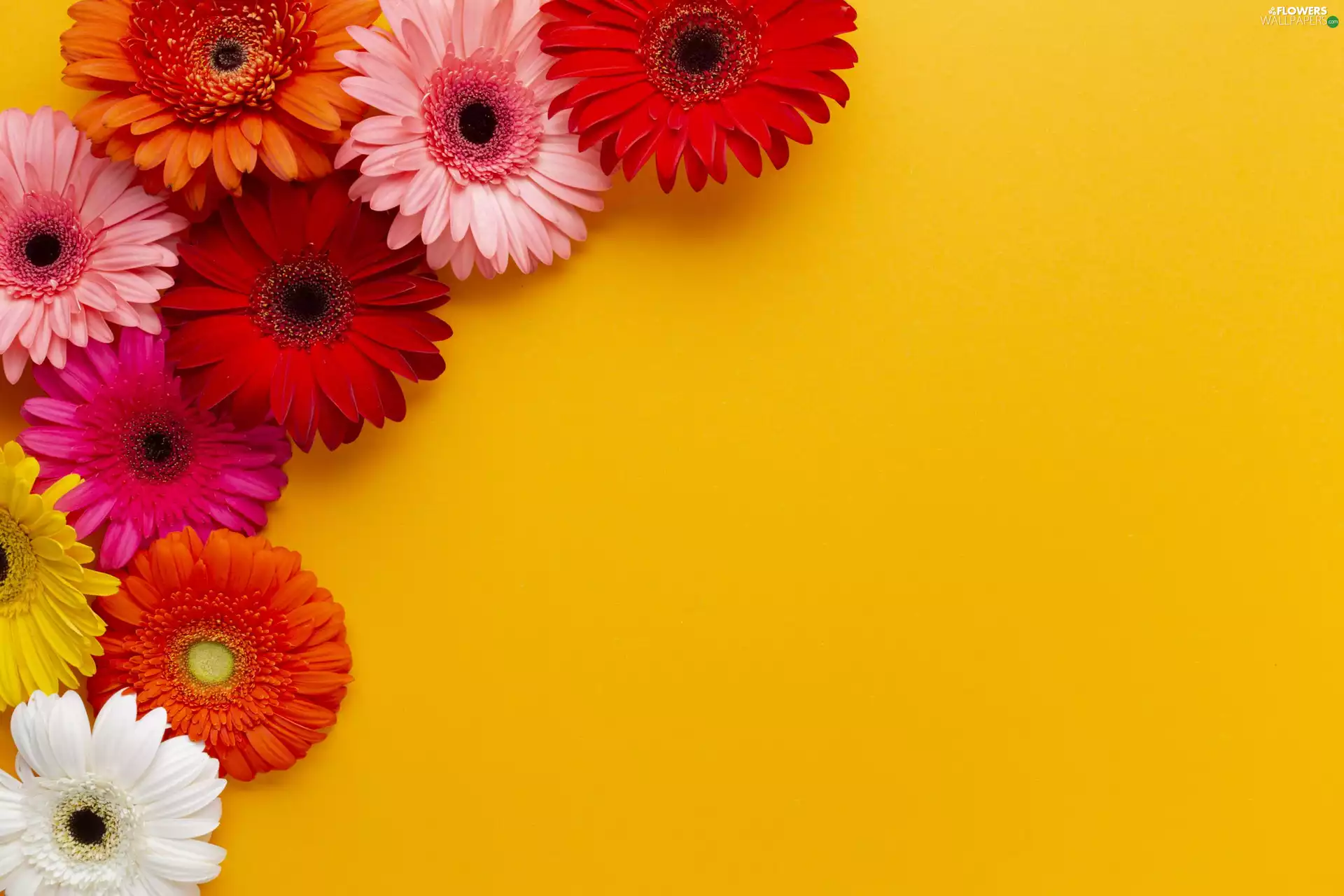 Yellow, background, Different colored, gerberas, Flowers