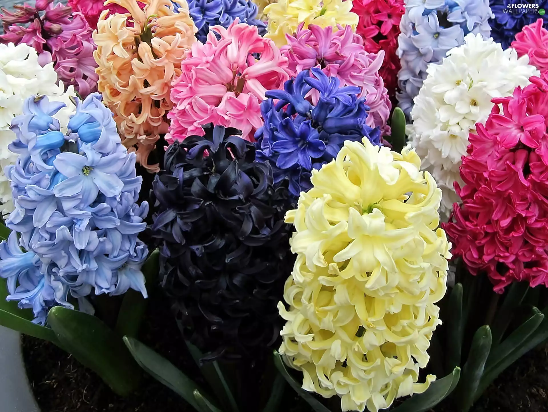 Colored, Hyacinths