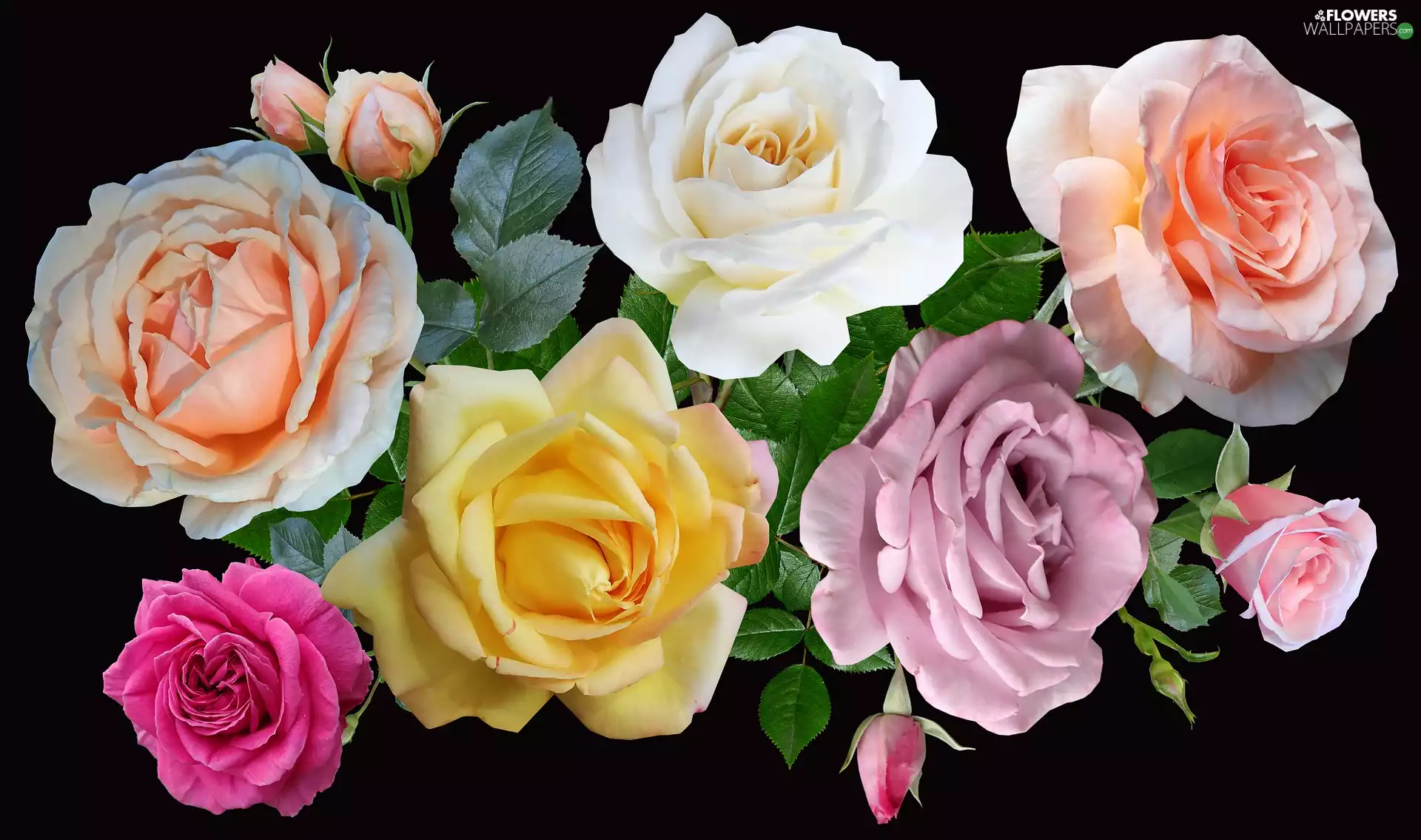 Different colored, roses, 2D, Flowers