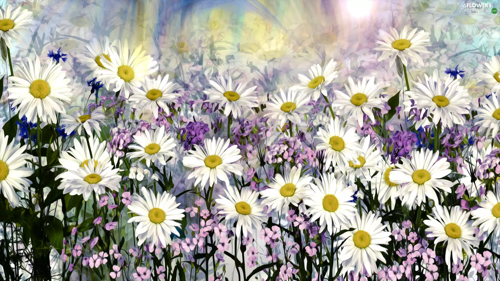 Flowers, Colorful Background, graphics, daisy