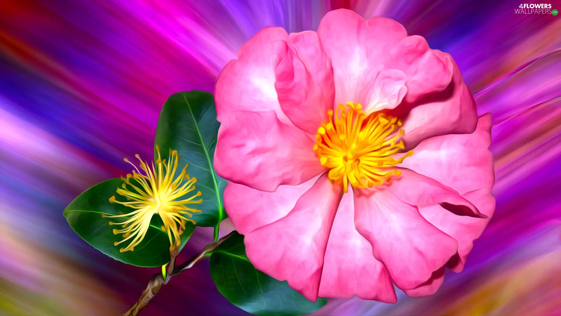 Colourfull Flowers, graphics, Colorful Background, camellia