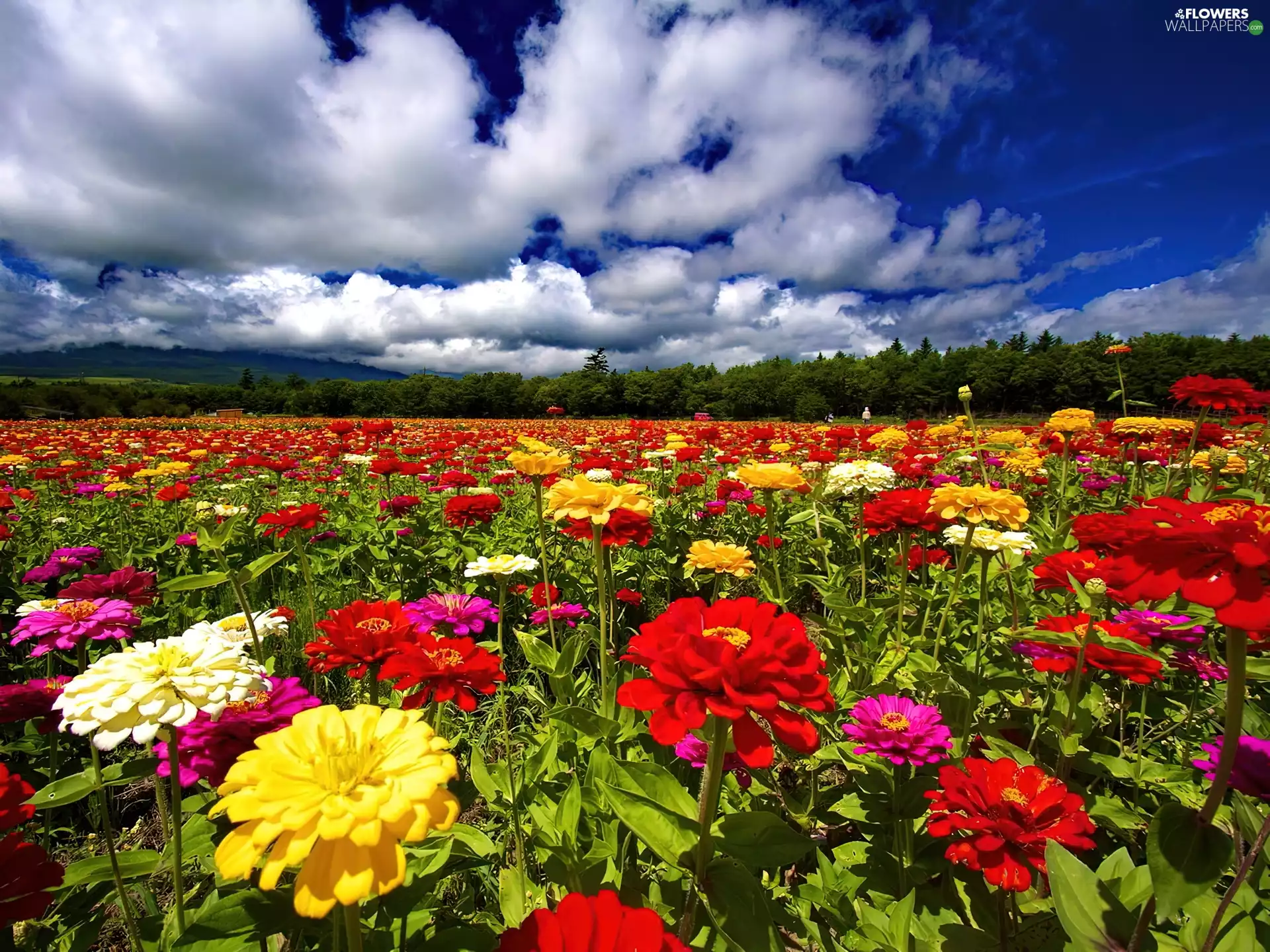 Field, flowers, clouds, Colorful