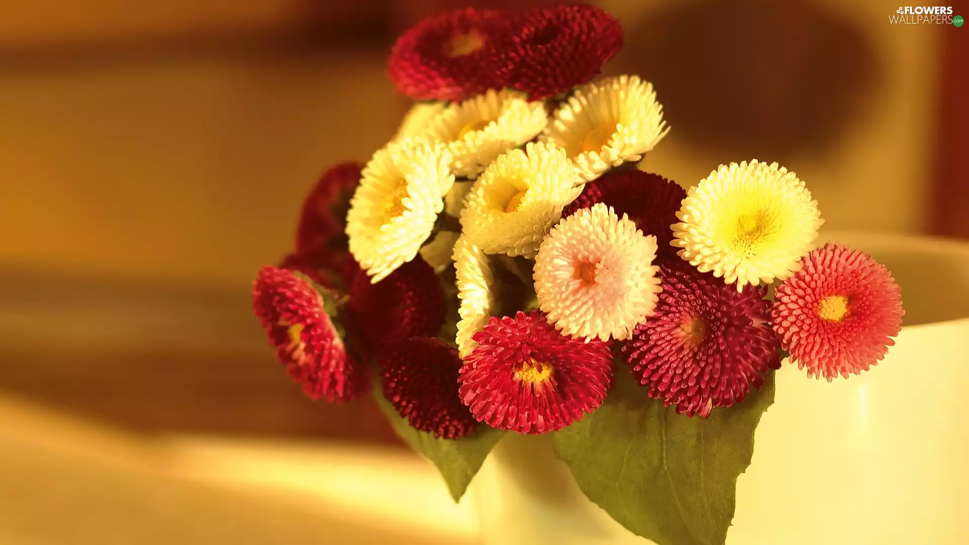 Daisies, small bunch, Colorful