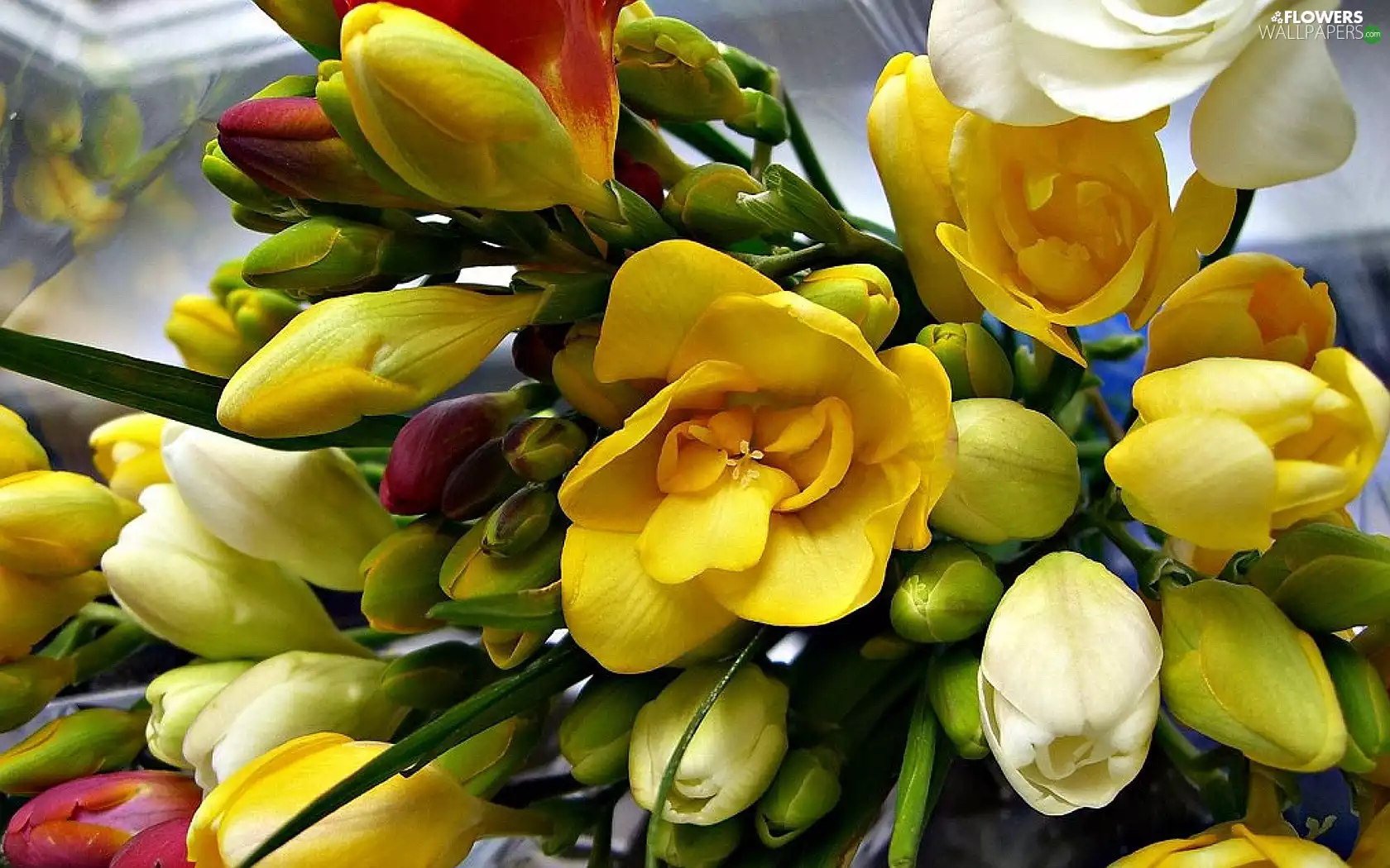 freesia, small bunch, Colorful