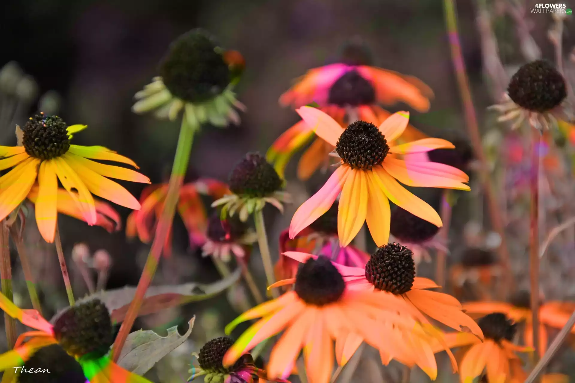 Rudbeckia, colors