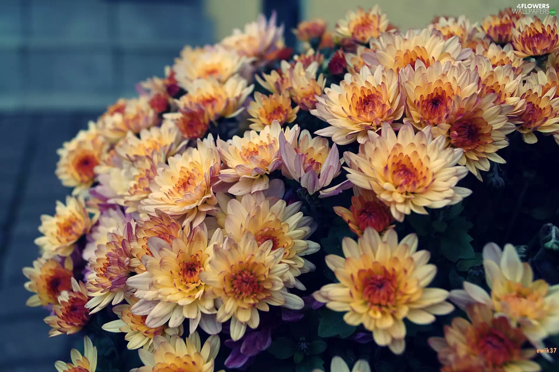 Coloured, chrysanthemum