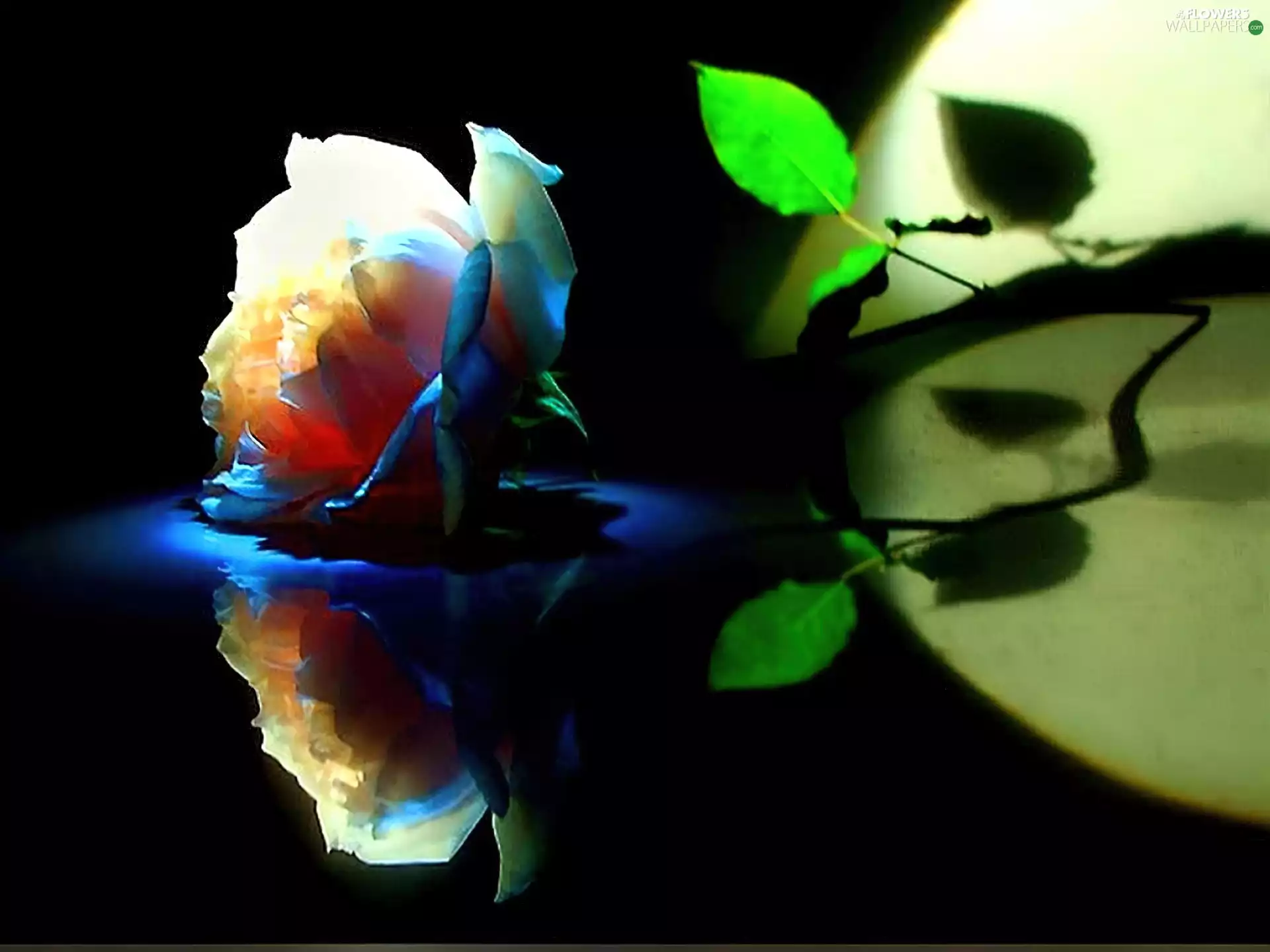 Flowers, rose, reflection, Coloured