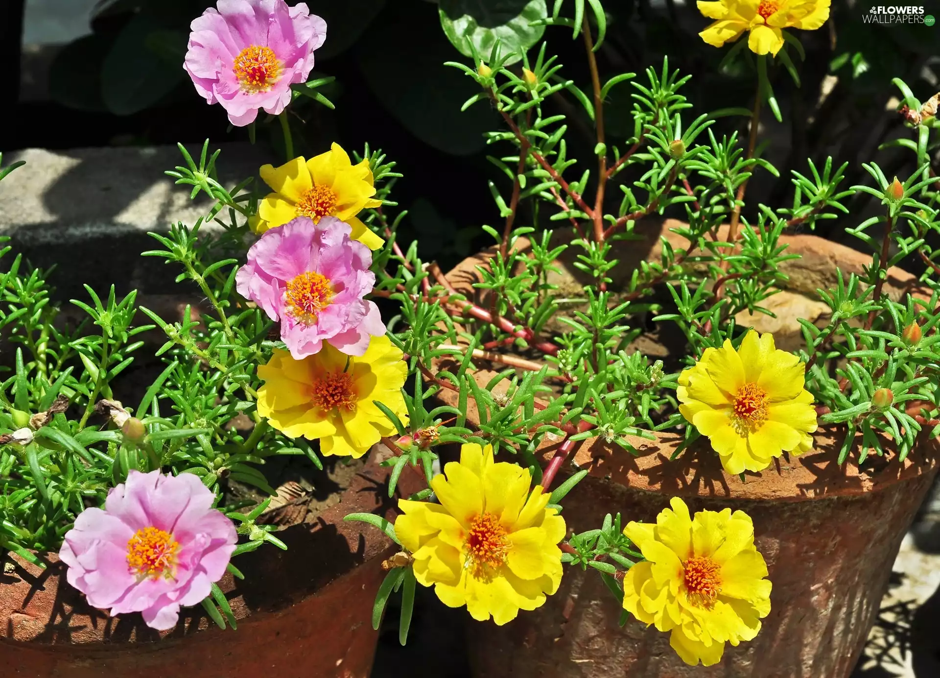 Purslane Grandiflora, Flowers, Coloured