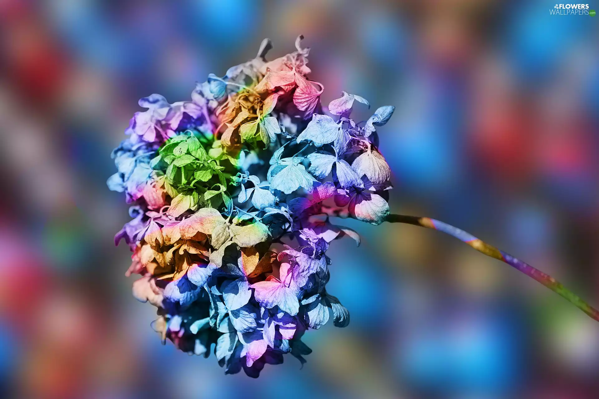hydrangea, Colourfull Flowers, Coloured