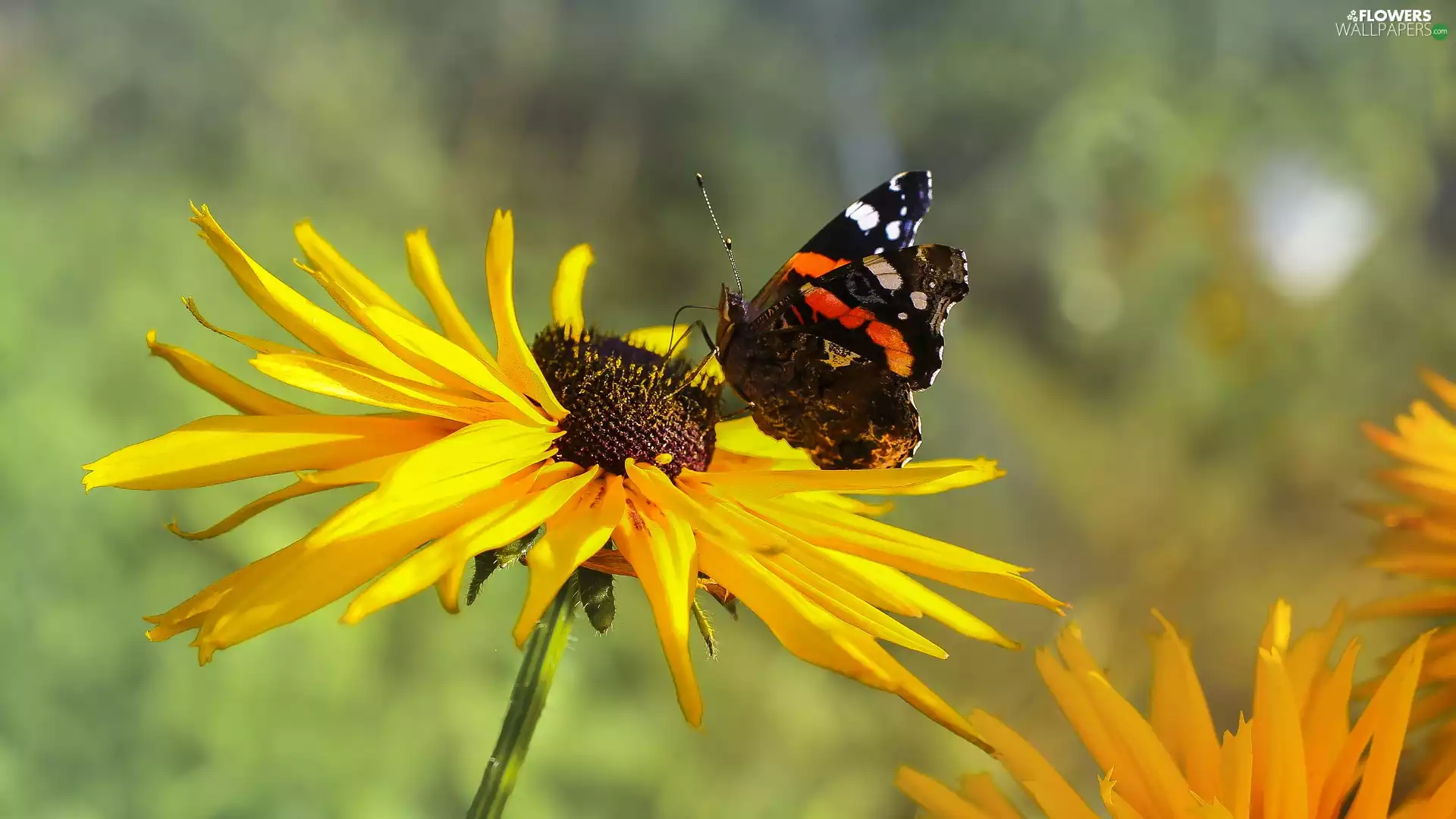 butterfly, Mermaid Admiral, Colourfull Flowers, Rudbeckia, Yellow