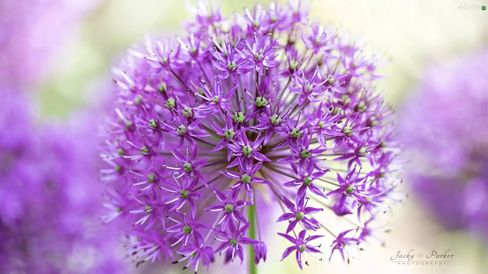 Colourfull Flowers, Allium