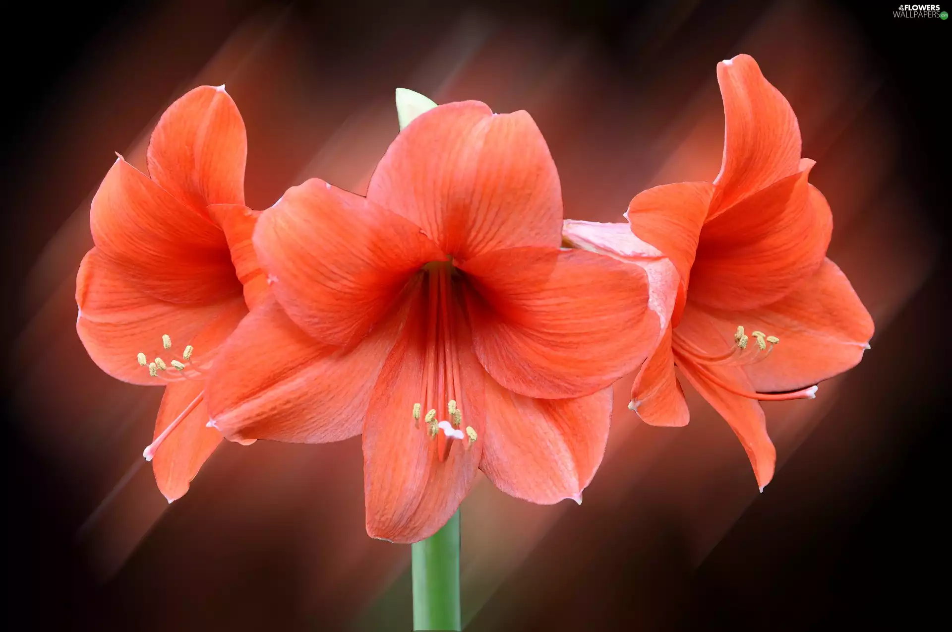 Colourfull Flowers, amaryllis