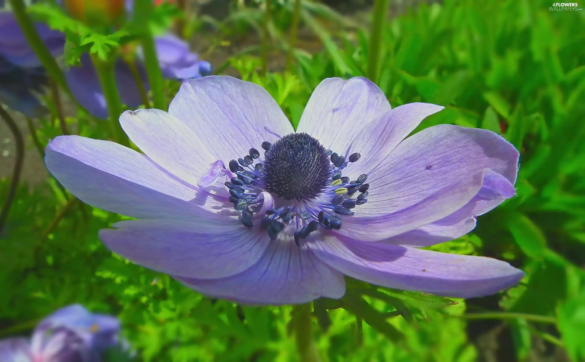 Colourfull Flowers, anemone