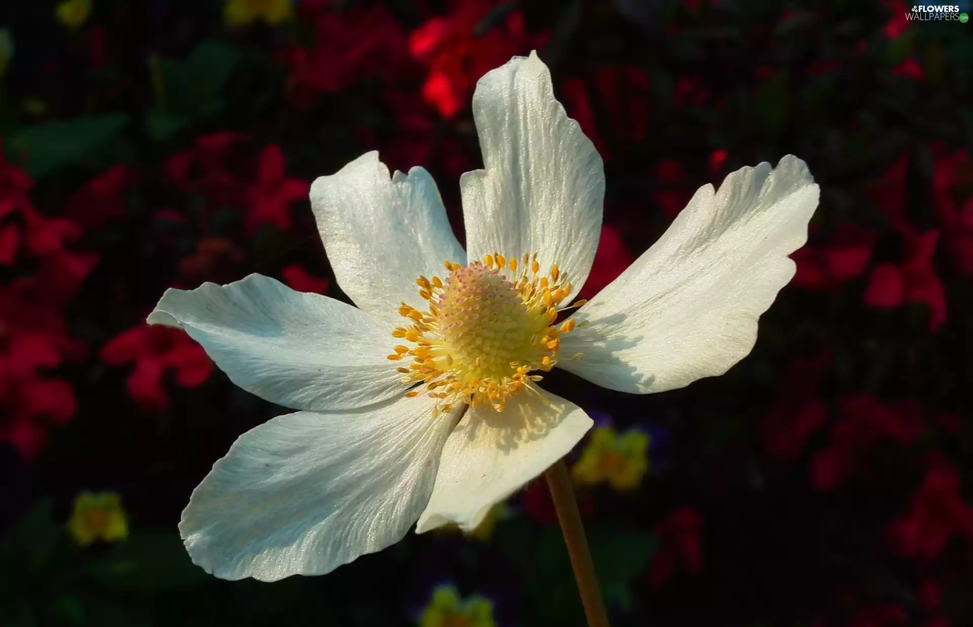 anemone, nature, Colourfull Flowers