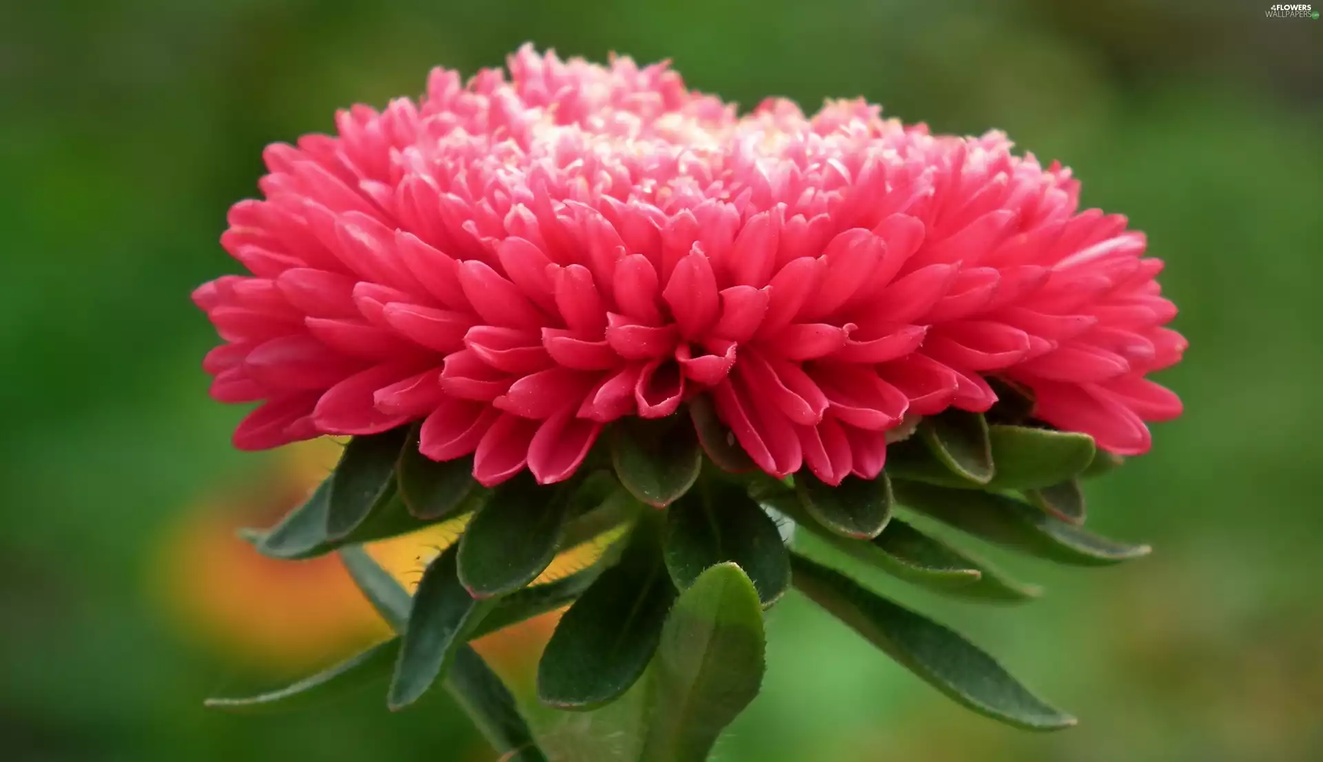 Colourfull Flowers, Aster
