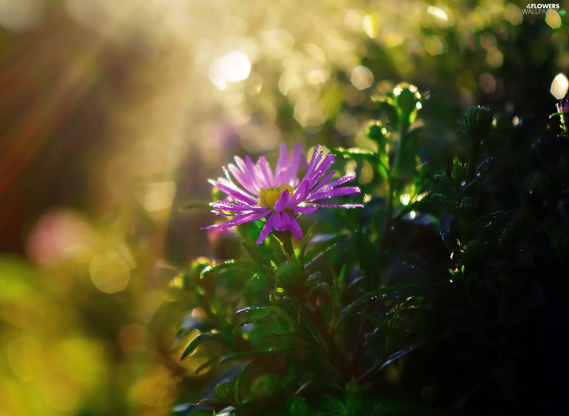 Colourfull Flowers, Aster