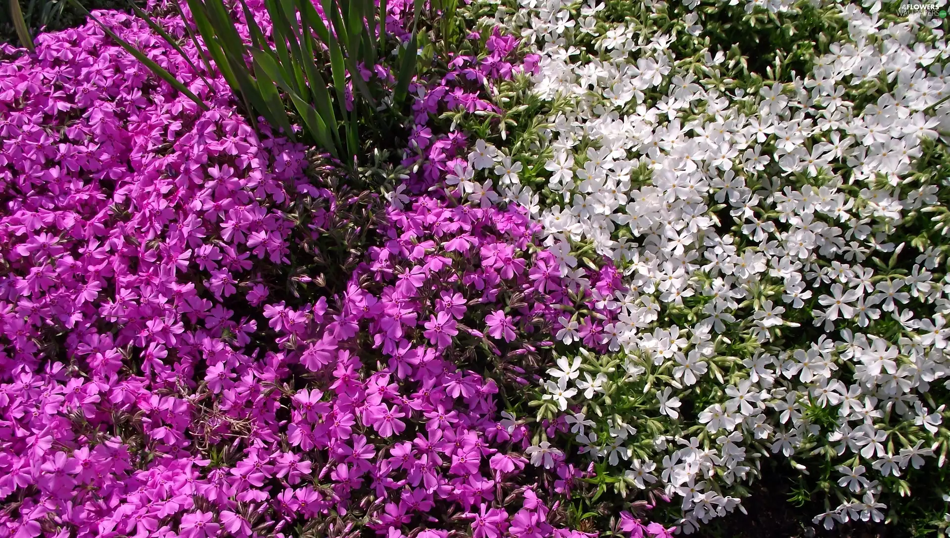 Colourfull Flowers, Aubrieta