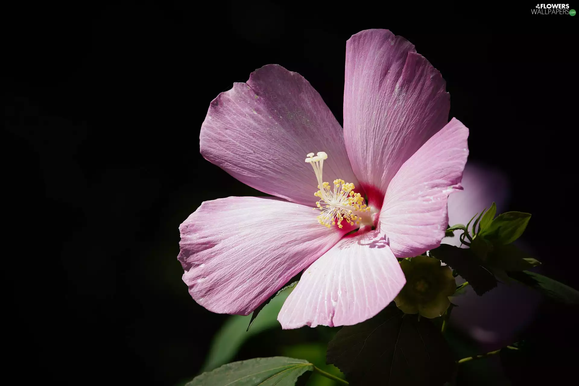 hibiscus, black background, Colourfull Flowers, hibiskus, Violet