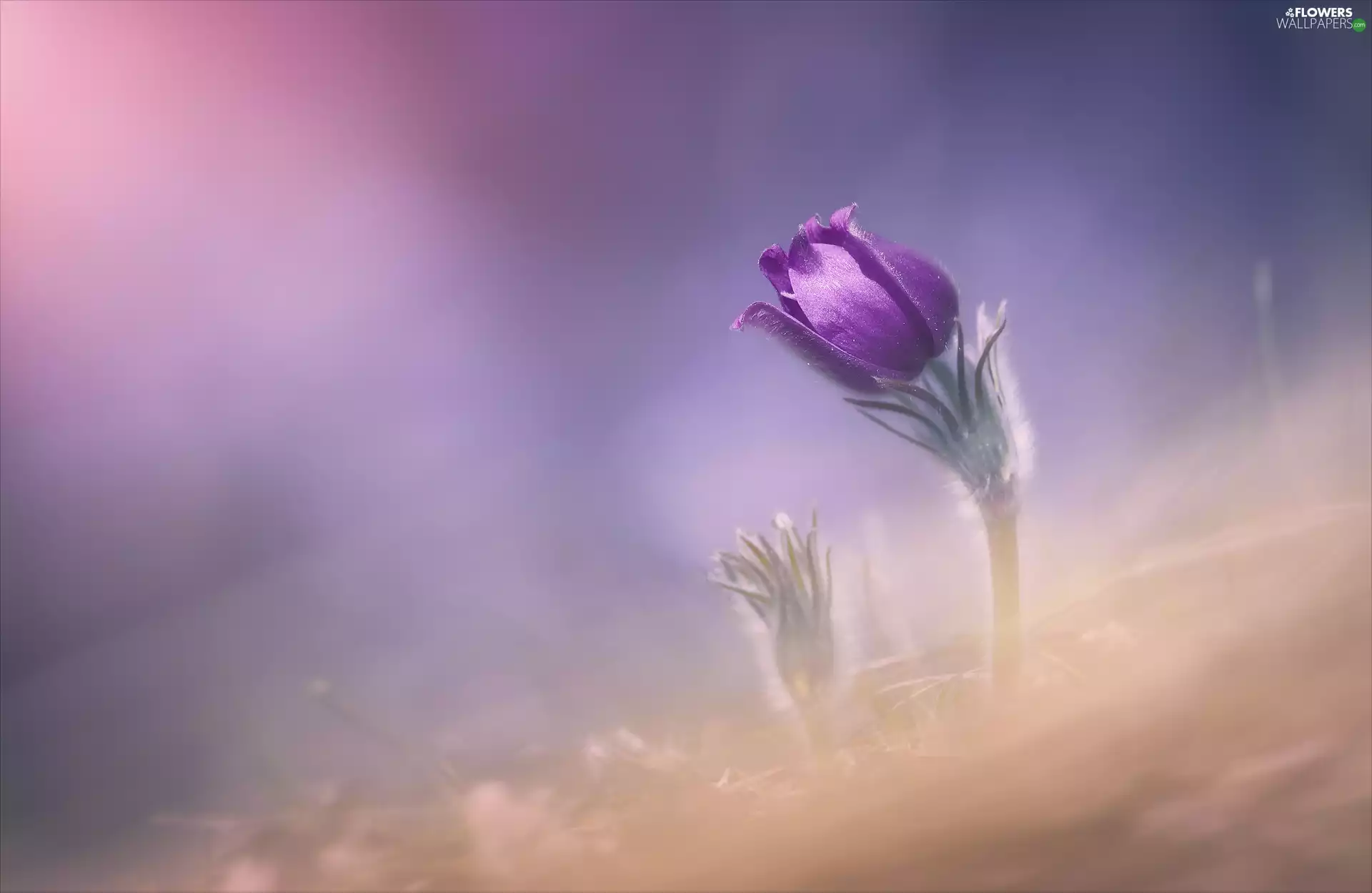 bud, blurry background, Colourfull Flowers, pasque, Violet