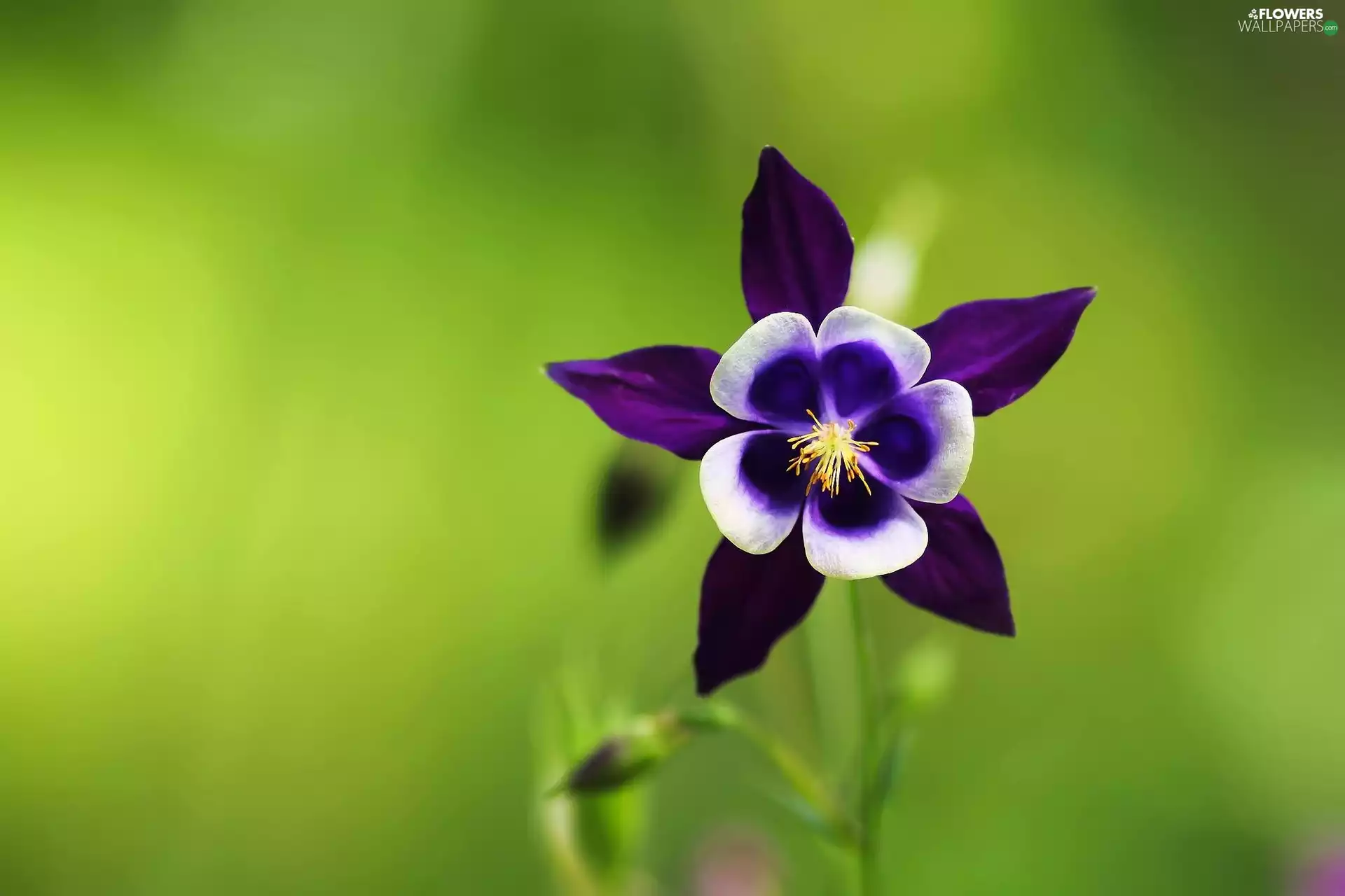 green ones, background, Colourfull Flowers, columbine, Violet