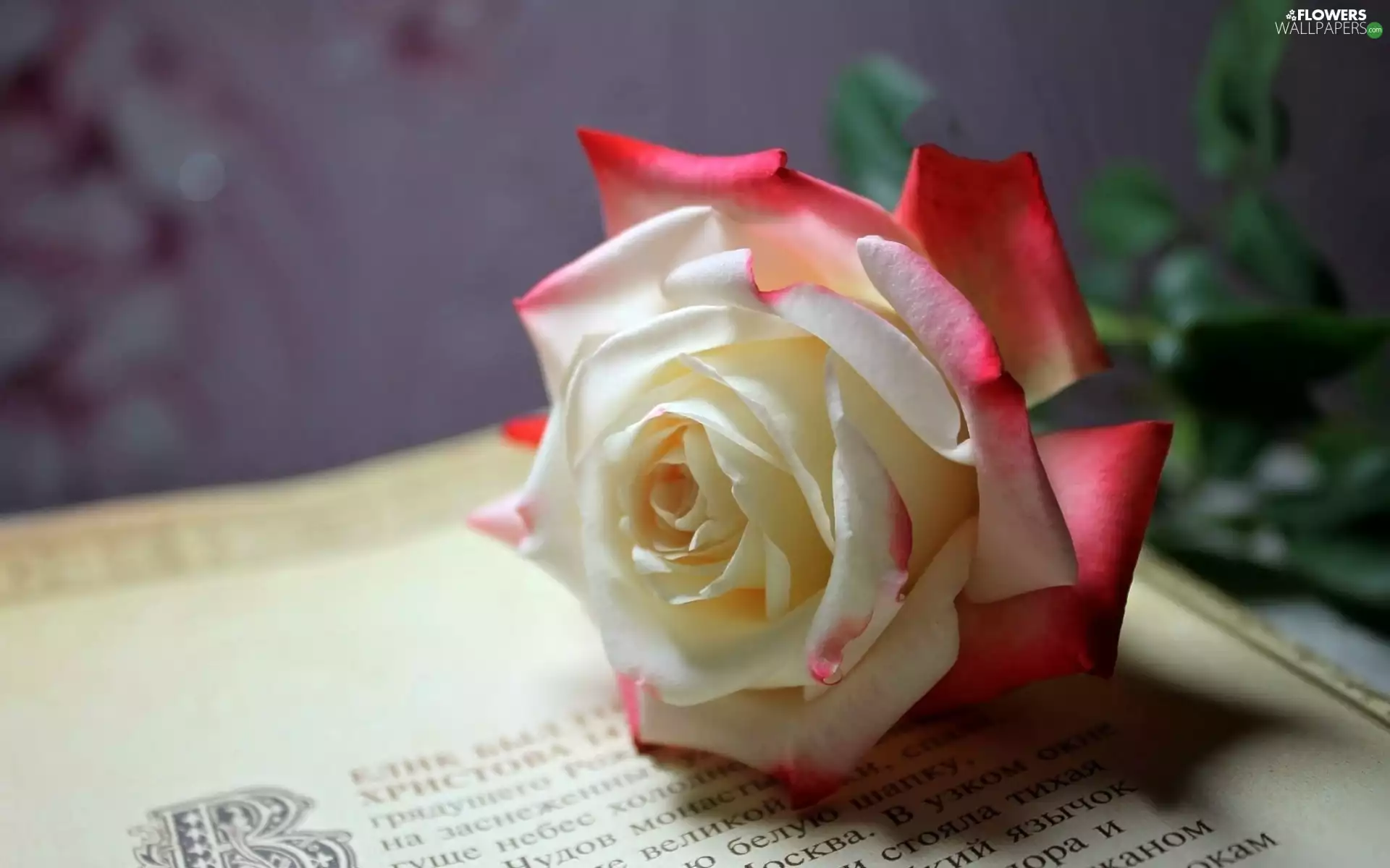Book, rose, Colourfull Flowers
