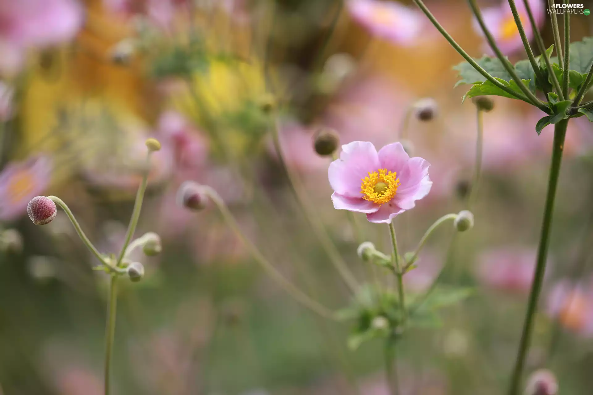 Japanese anemone, Pink, Colourfull Flowers, Buds