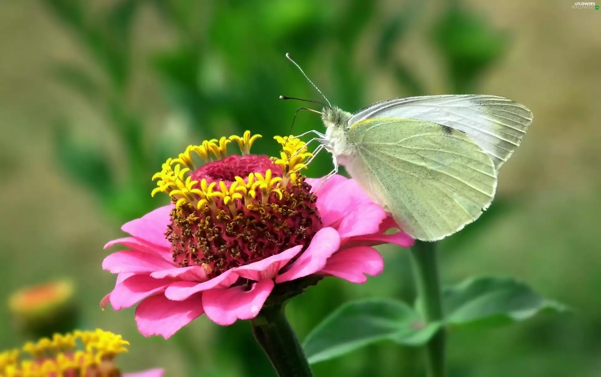 zinnia, Pink, Cabbage, Colourfull Flowers, butterfly