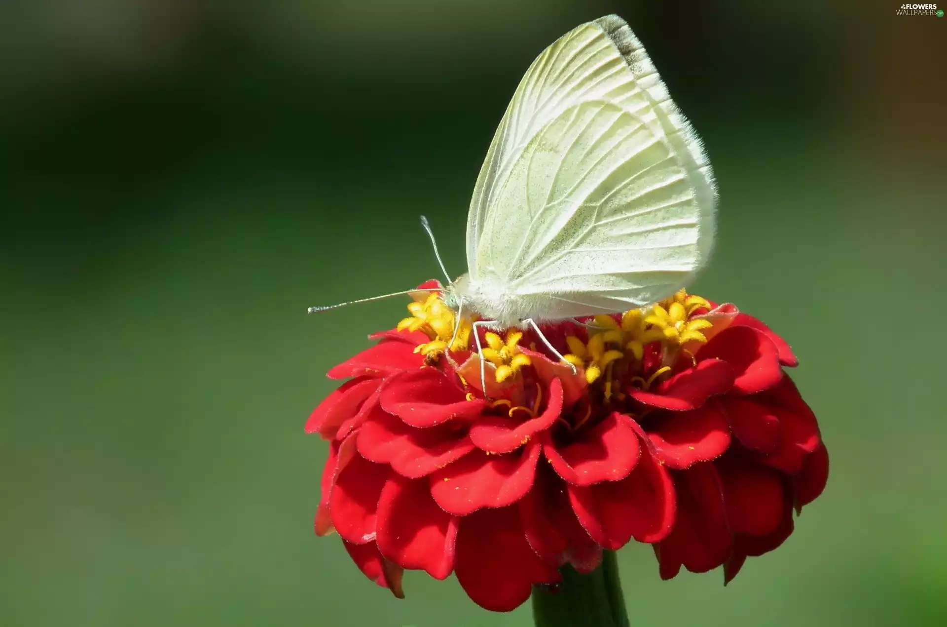 zinnia, Red, Cabbage, Colourfull Flowers, butterfly