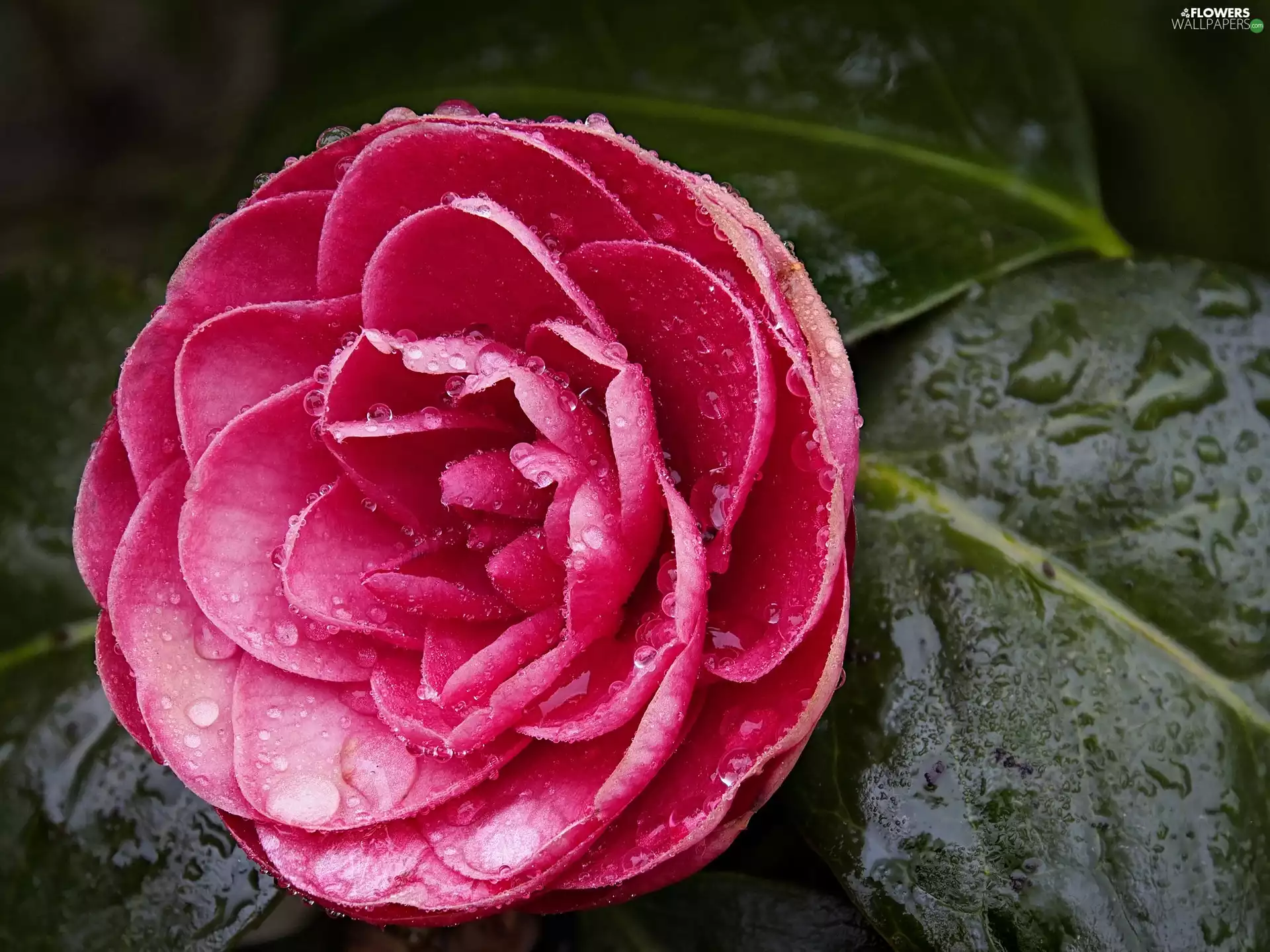 Colourfull Flowers, camellia