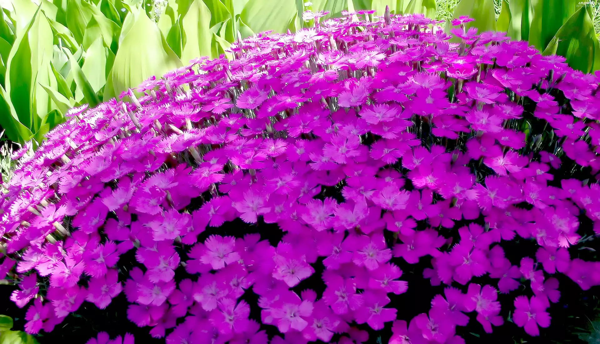 Colourfull Flowers, Carnation