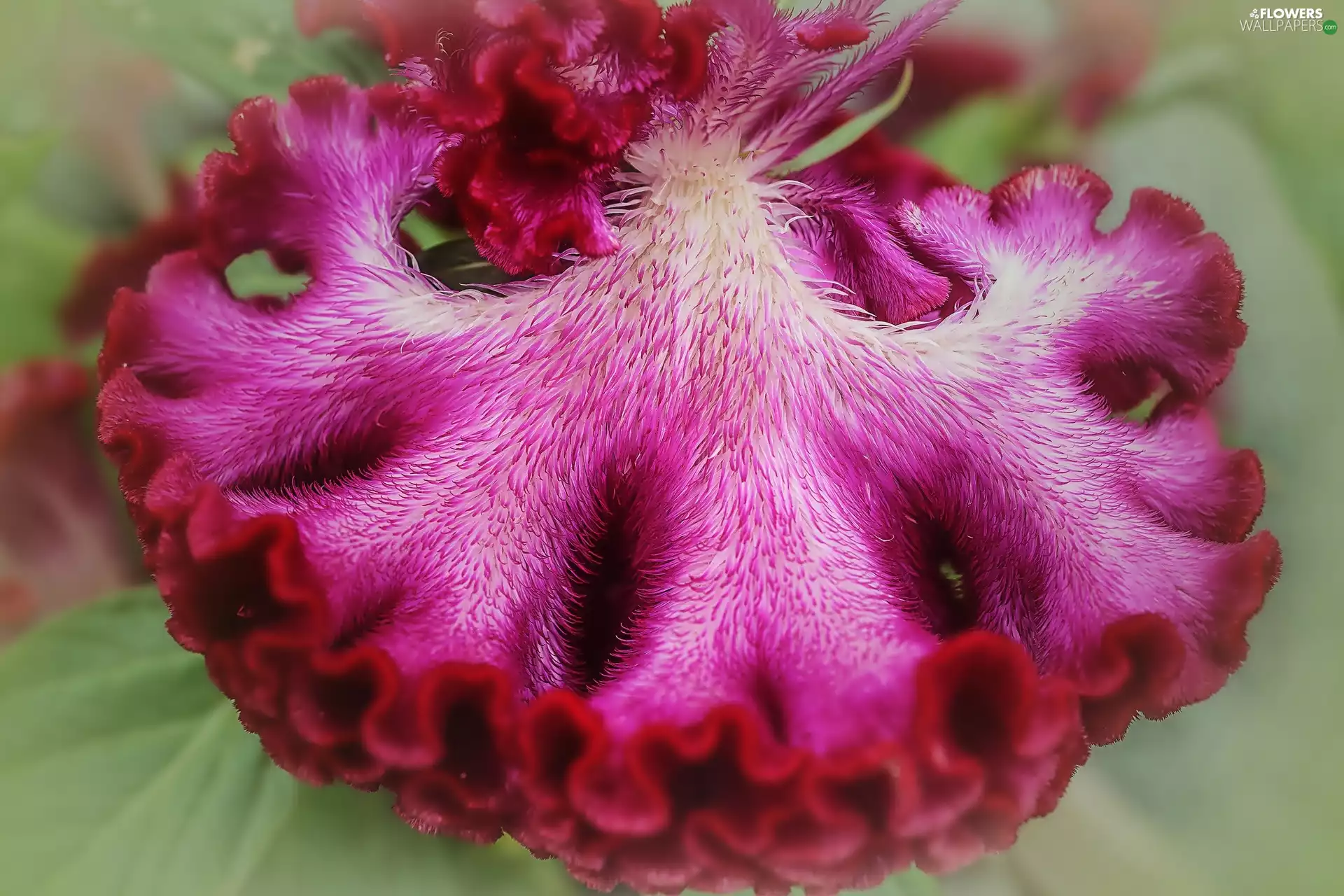 Colourfull Flowers, Celosia