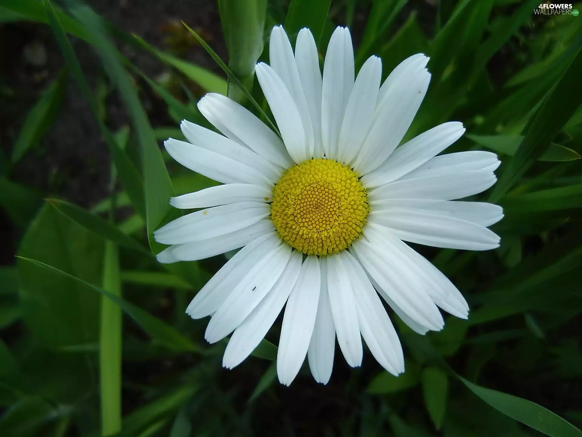 Colourfull Flowers, chamomile