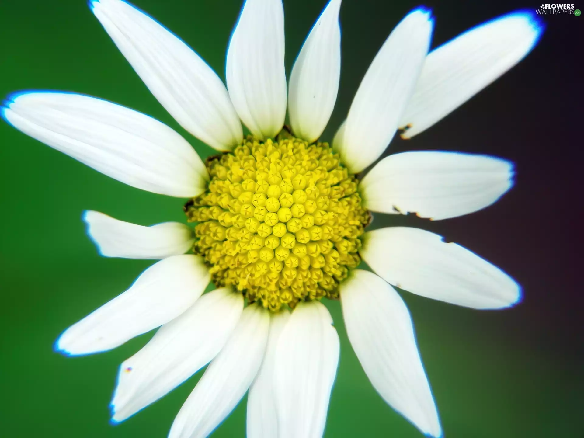 Colourfull Flowers, chamomile