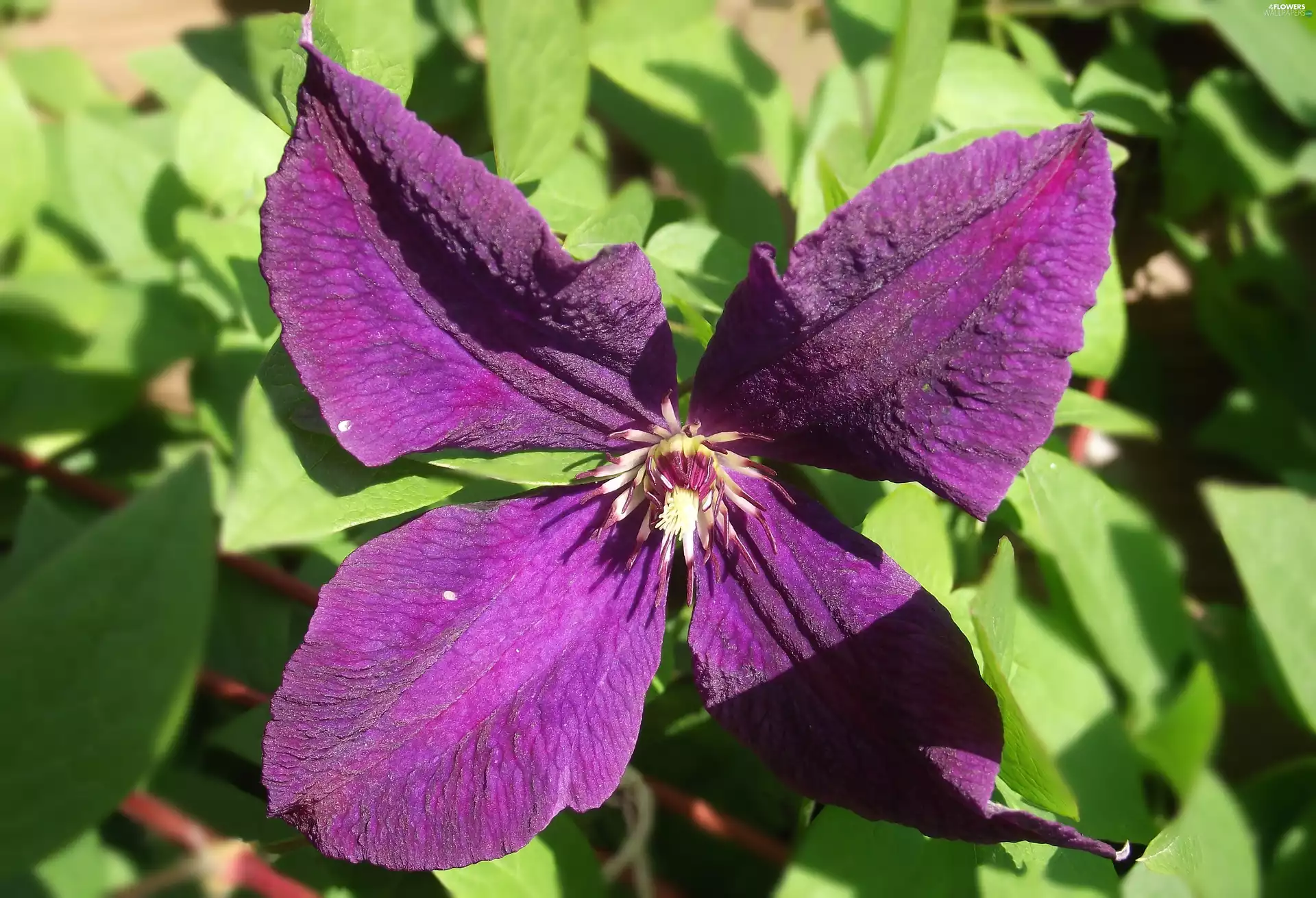 Colourfull Flowers, Clematis