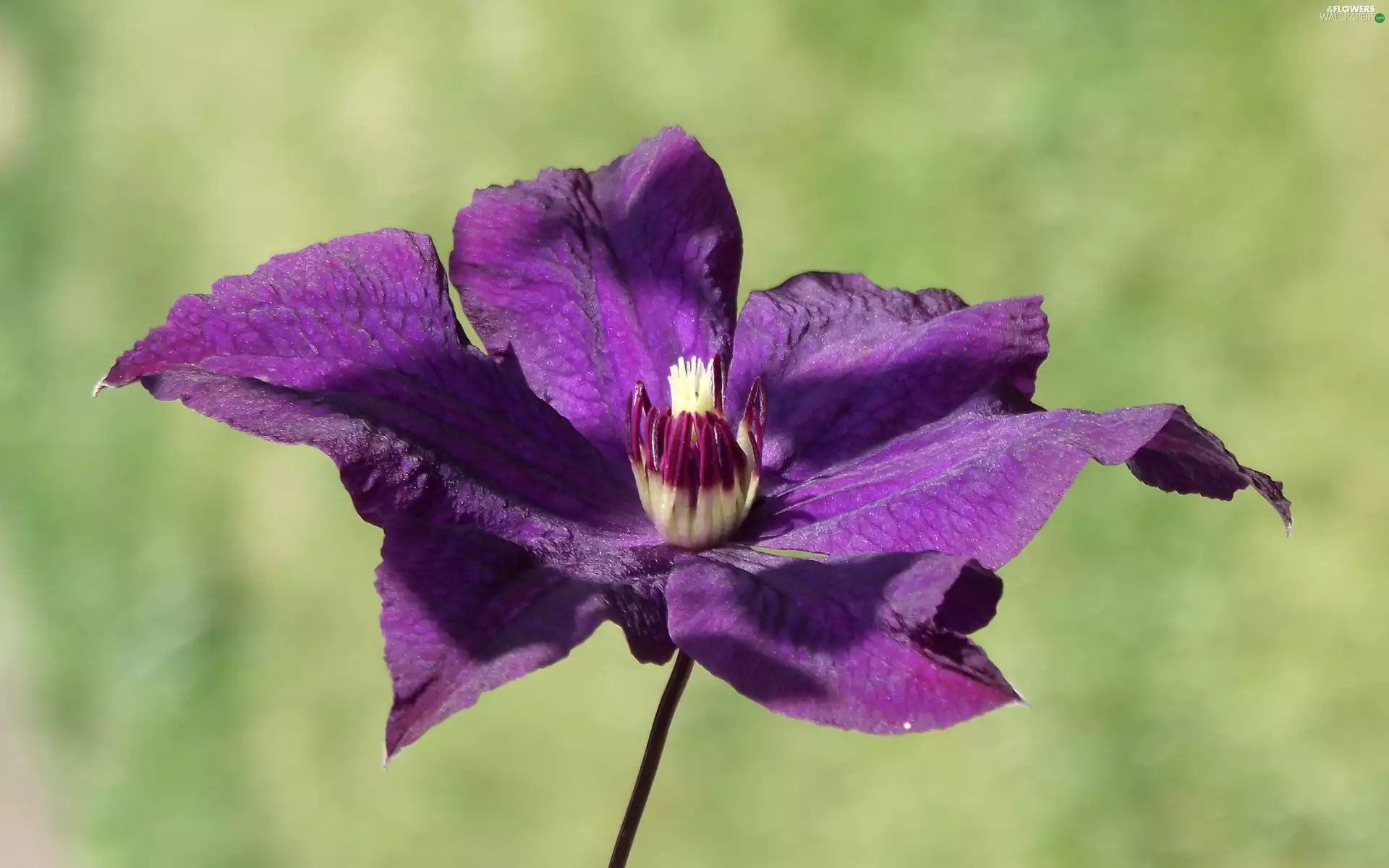 Colourfull Flowers, Clematis