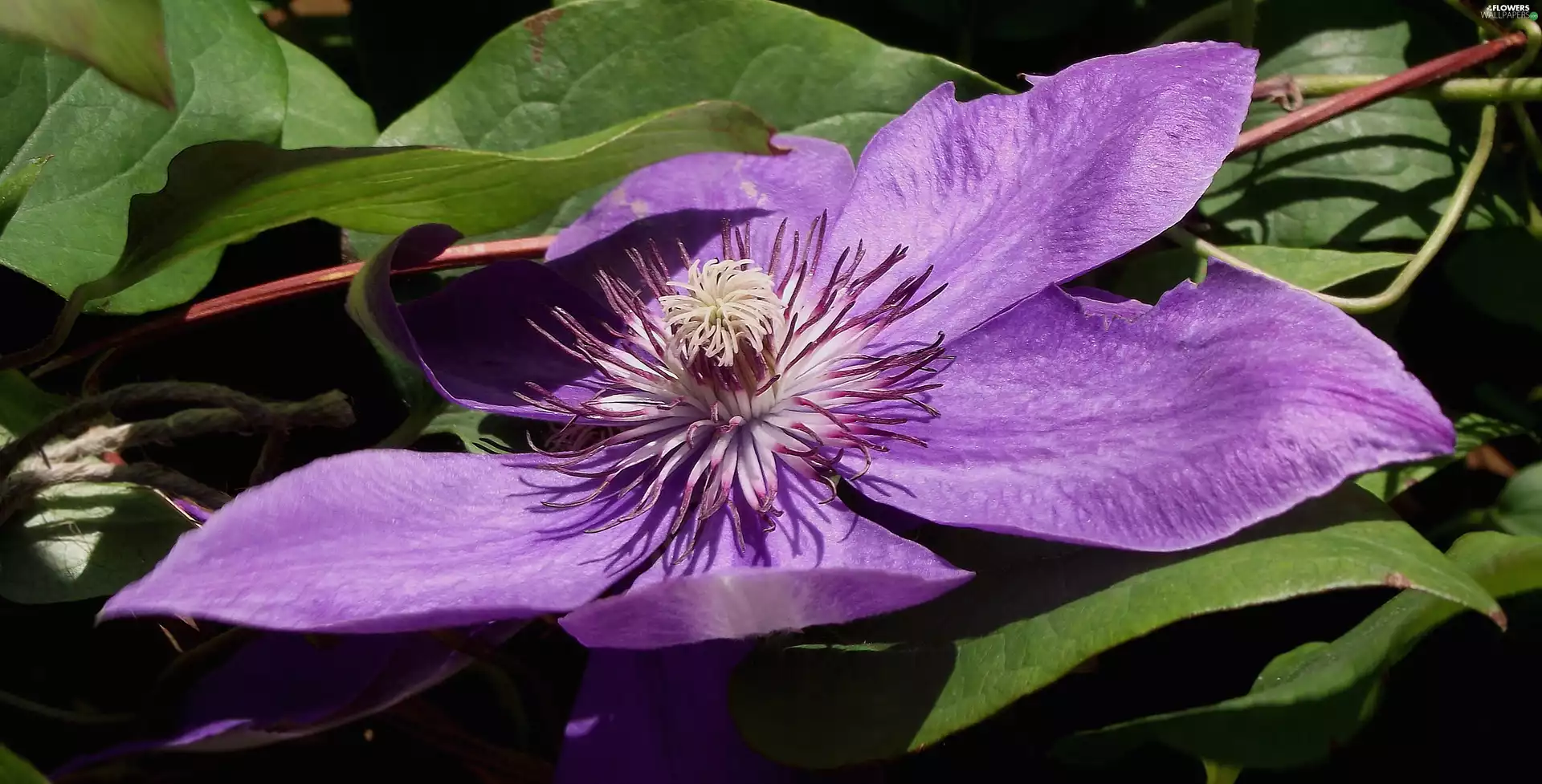 Colourfull Flowers, Clematis